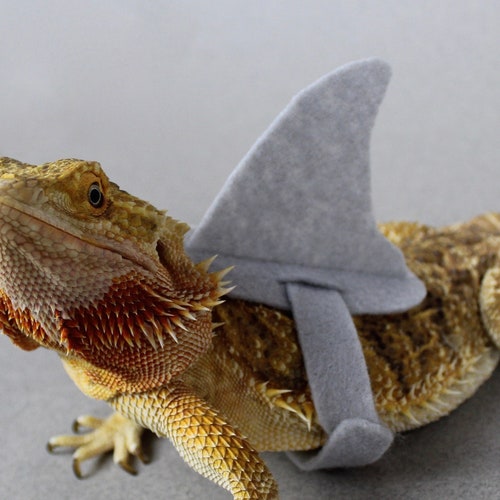 Elf Hats for Your Lizard Bearded Dragon Hats Cat Hats Etsy