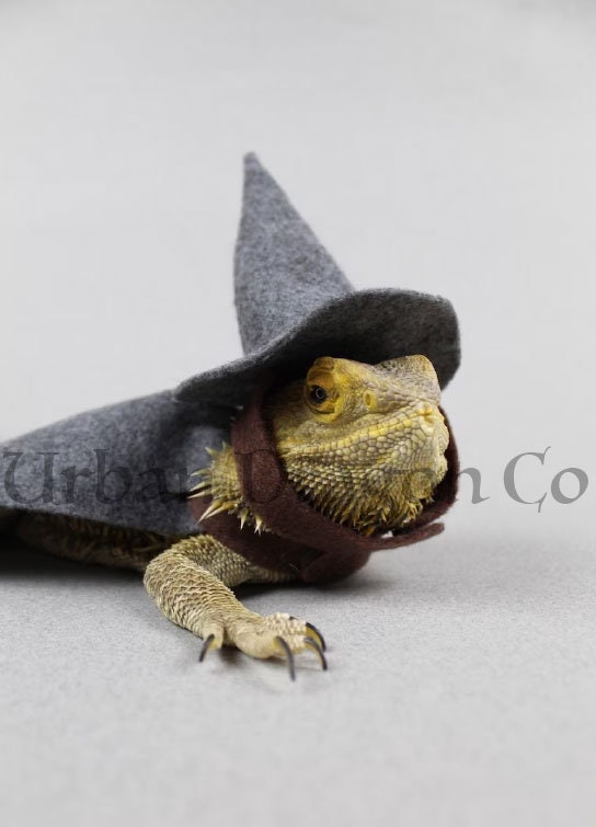 Wizard Lizard Bearded Dragon Costume - Etsy