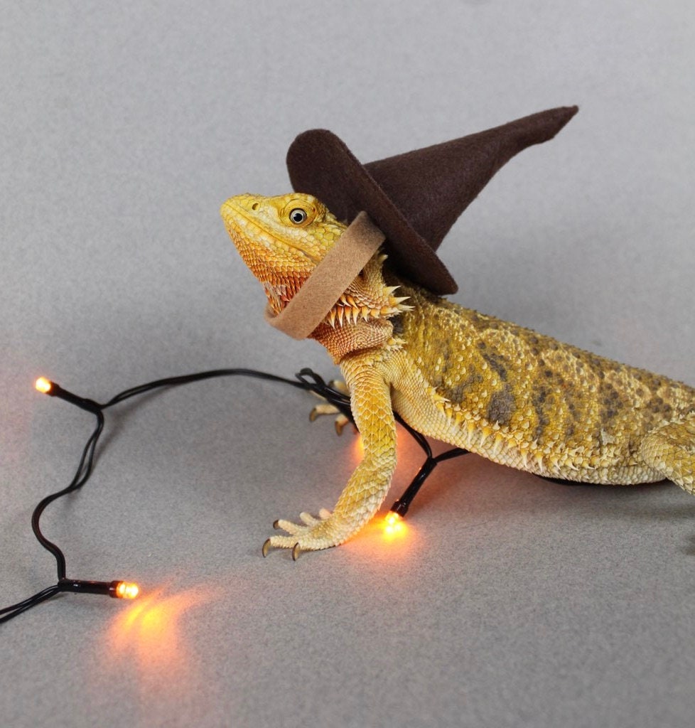Bearded Dragon Costumes For People