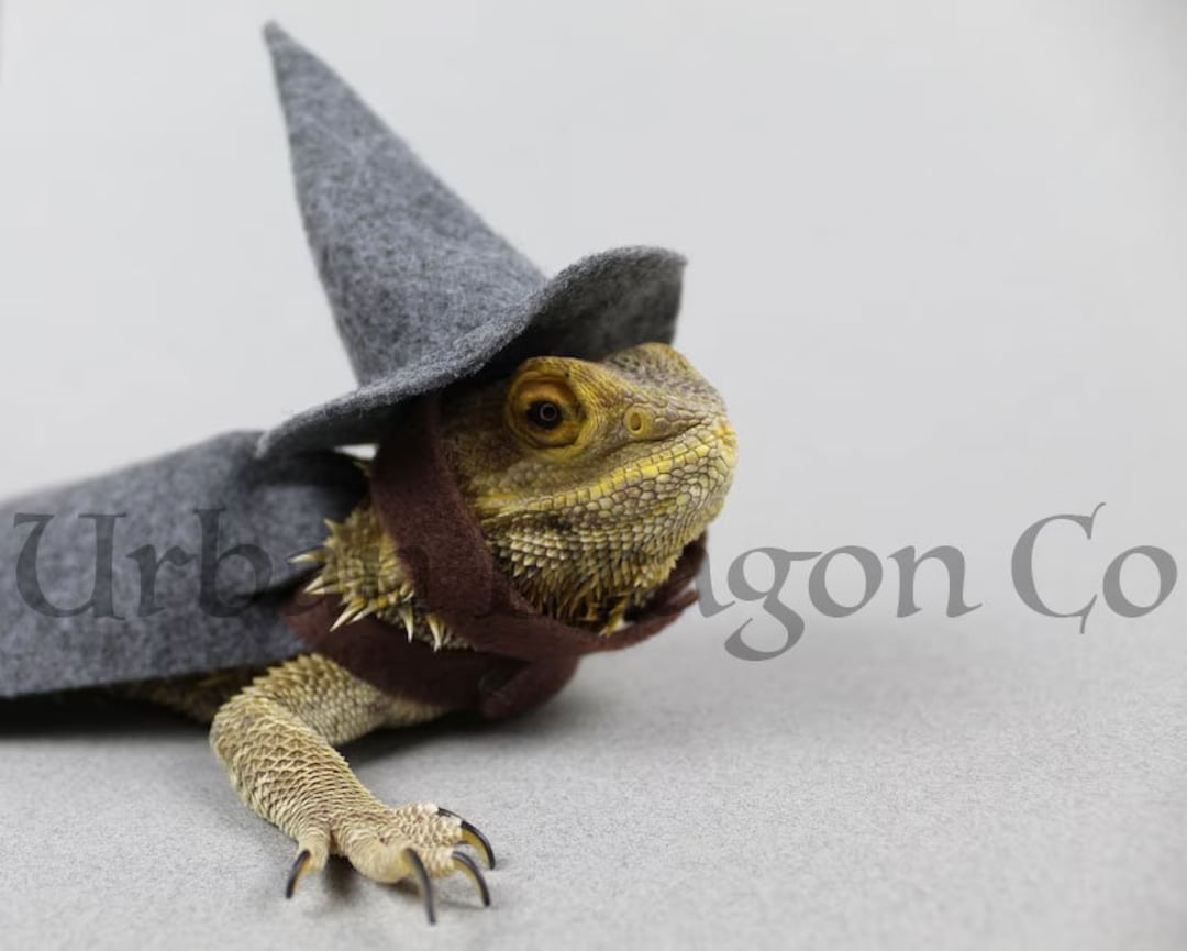 Wizard Lizard Bearded Dragon Costume - Etsy