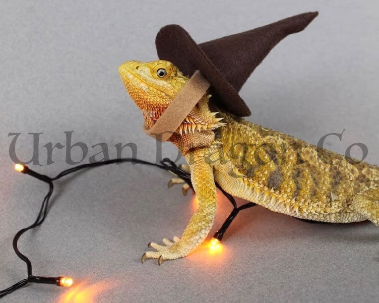 Wizard Lizard Bearded Dragon Costume - Etsy