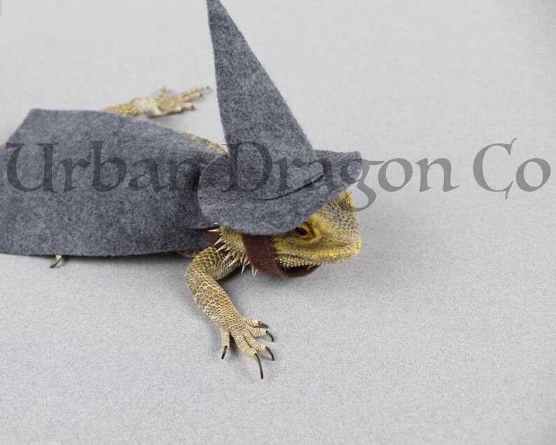 Wizard Lizard Bearded Dragon Costume - Etsy