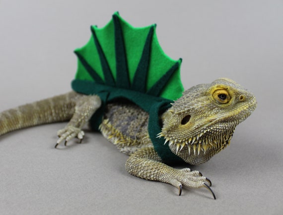 Green Spinosaurus Bearded Dragon Lizard Costume Etsy
