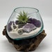 see more listings in the Air Plant Terrariums section