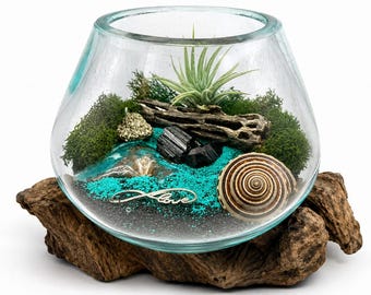 DIY Air Plant Terrarium Kit, Hand-Blown Glass on Wood Base, Black Tourmaline & Shell Decor