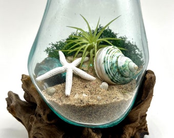 Beach Air Plant Terrarium Kit, Hand Blown Glass, Coastal Desk Decor, Housewarming Gift