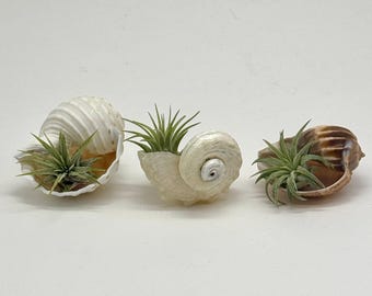 Mini Seashell Air Plant Trio, Live Tillandsia Coastal Decor