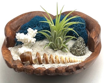 Air Plant Holder - Hand Carved Wood - A Tranquil Oasis