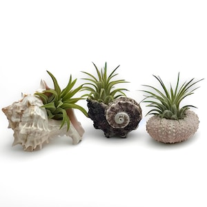 Sea Shell Air Plant Set – Live Tillandsia, Coastal Desk Decor