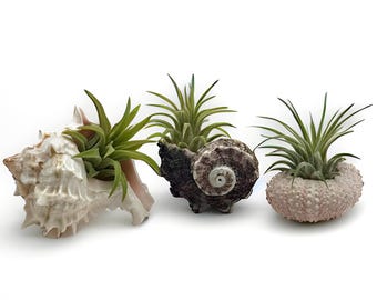 Mini Pink Sea Shell Air Plant Set – Live Tillandsia, Coastal Desk Decor, Small Gift