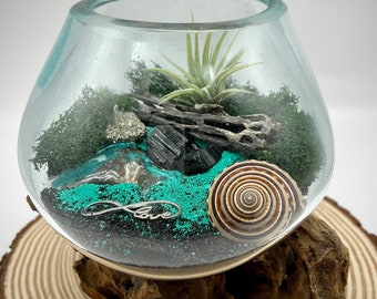 Beachy Air Plant Terrarium Kit, Sea Scape Design with Hand-Blown Glass & Natural Wood Base, Seashell Table Centerpiece, Coastal Home Decor