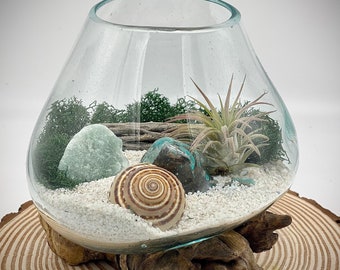 Air Plant Terrarium, Hand Blown Glass DIY Terrarium Kit, Green Calcite Natural Stone with Seashell, Desktop Plant Centerpiece, Nature Decor