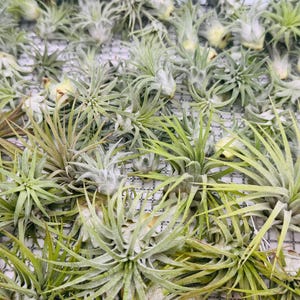 Live Tillandsia Ionantha Air Plants – Green Variety ~ 1–2” Size – Easy Care – Terrarium Plants – Bulk or Small Packs