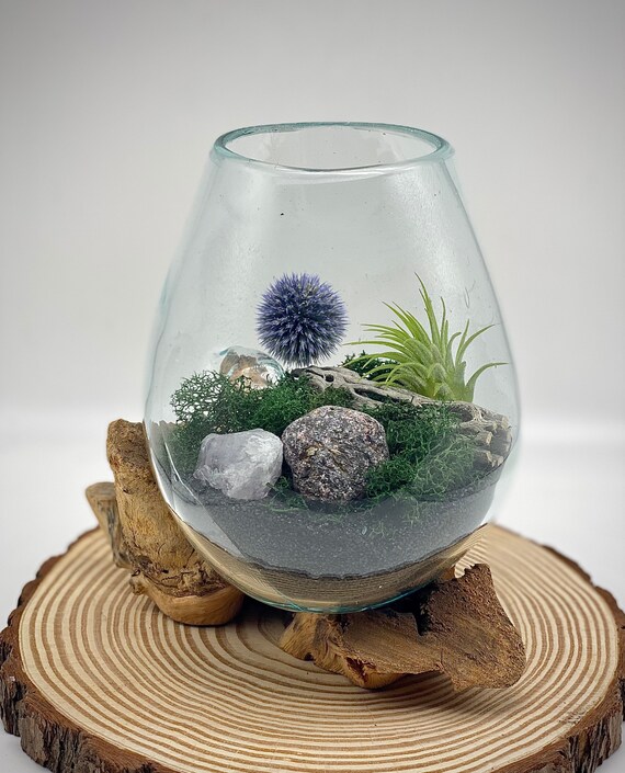 Air Plant Hand Blown Glass Terrarium Beach Theme Nature Etsy