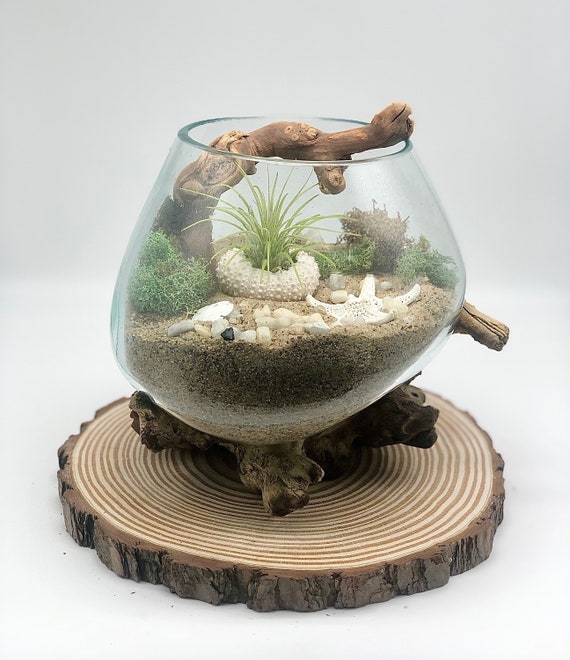 Desert Oasis Air Plant Terrarium Hand Blown Glass Melted - Melted Glass And Wood Terrarium Desert Oasis Air Plant Terrarium Hand Blown Glass Melted - Melted Glass And Wood Terrarium
