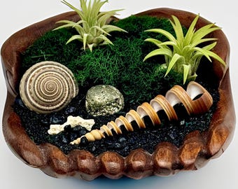 DIY Coastal Air Plant Kit, Hand-Carved Wooden Hands, Live Tillandsia, Beach Decor Gift