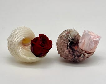 Mini Seashell Decor Set with Preserved Roses, Coastal Shelf & Desk Accent