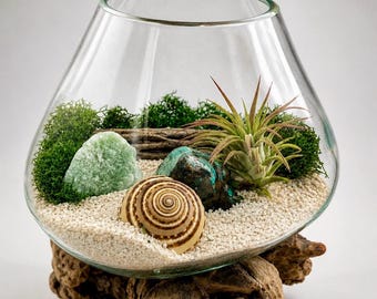 Hand-Blown Glass Air Plant Terrarium | Natural Wood & Green Aventurine