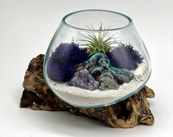 Genuine Amethyst Crystal Air Plant TINY Terrarium Approx. 5x5”, Hand Blown Glass DIY Terrarium Kit, Seascape Design with Coral