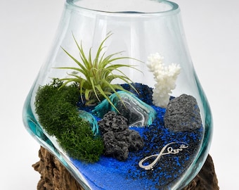 Air Plant Terrarium Kit, Hand-Blown Glass, Coastal Home Decor, Live Tillandsia Gift