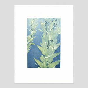 Monterey Bay Kelp, Original Intaglio Print image 1