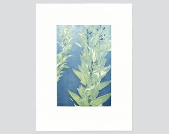 Monterey Bay Kelp, Original Intaglio Print