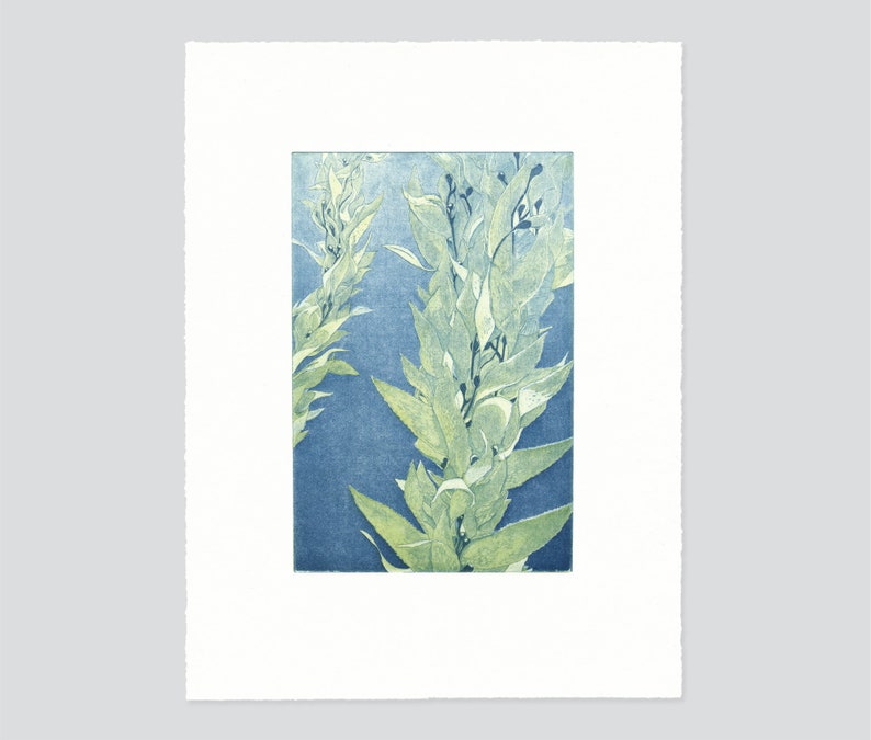 Monterey Bay Kelp, Original Intaglio Print image 1