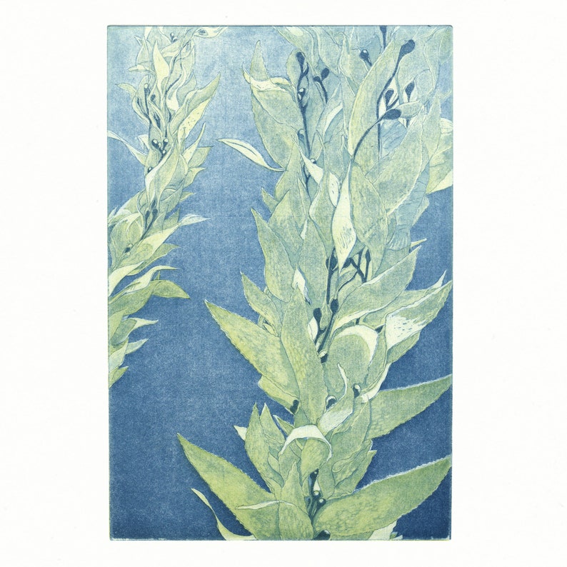 Monterey Bay Kelp, Original Intaglio Print image 2