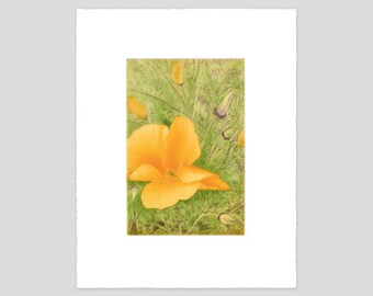 California Poppy, Original Intaglio Print