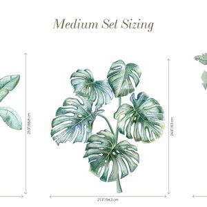 May include: Three watercolour illustrations of tropical plants, including a banana tree, a monstera plant, and a palm tree. The illustrations are labelled with their approximate dimensions in centimetres.