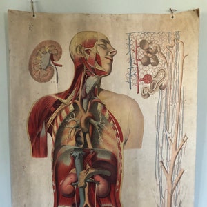 Antique medical chart anatomy chart German Red Cross poster Dr Hoelemann art human anatomy Wall hanging