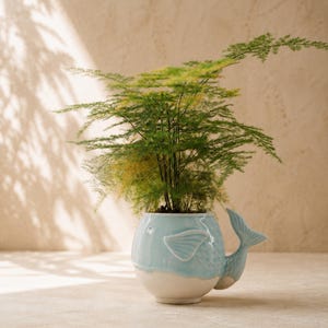 Fish Succulent Planter, Celadon Ceramic, Aquarium Decor, Orchid Pot