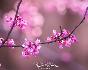 First Sign of Spring