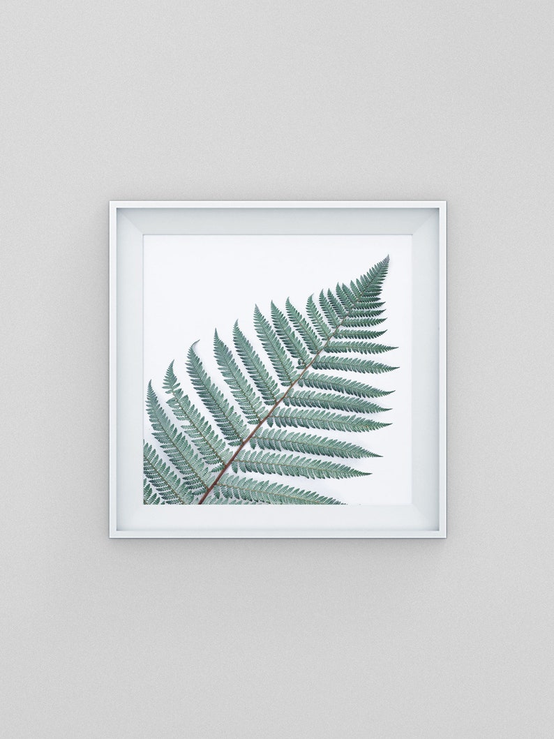 Silver Fern Wall Art Botanical Print Wall Decor Minimalist Etsy
