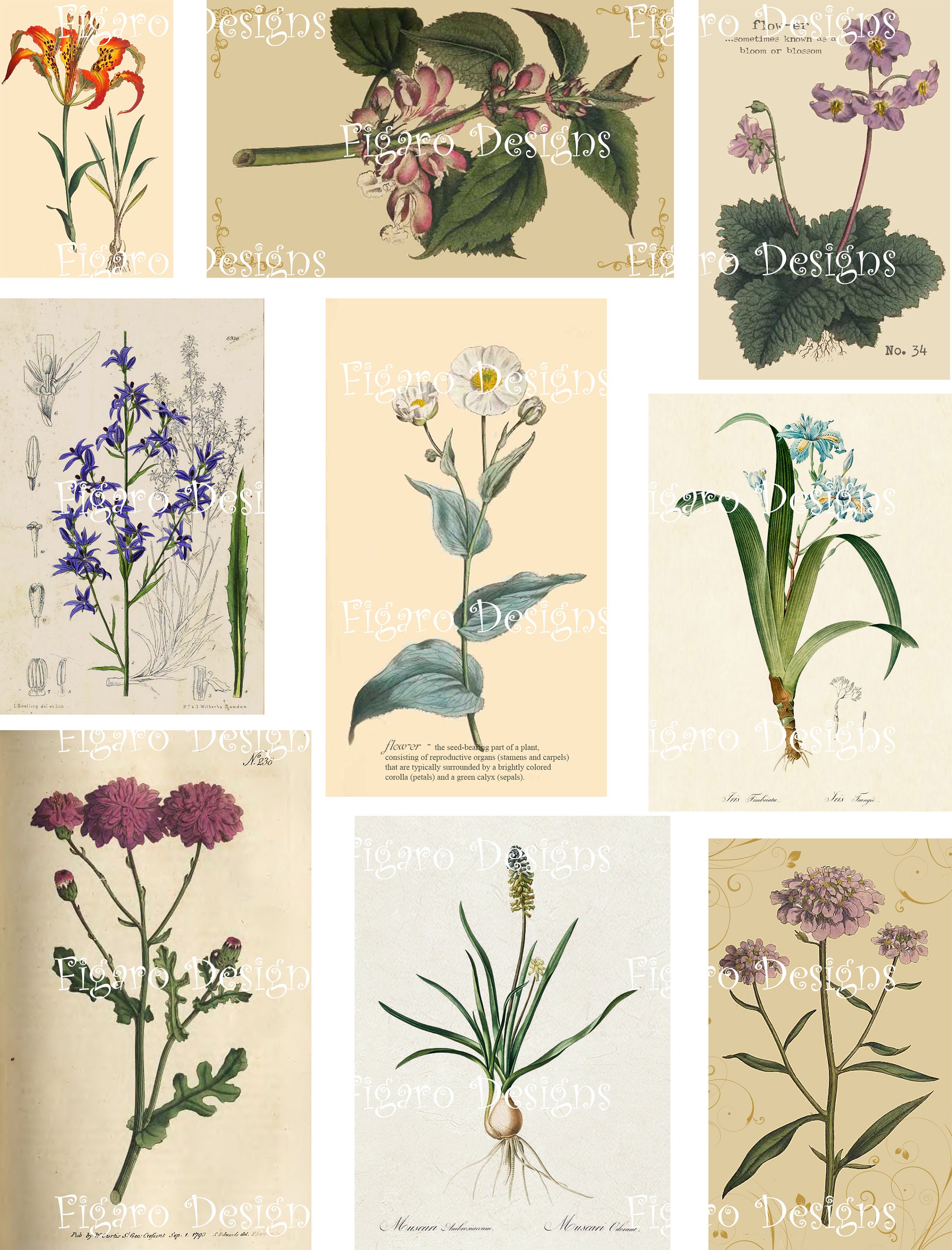 Vintage Flower Ephemera Collection 1901 Digital Ephemera Kit, Printable
