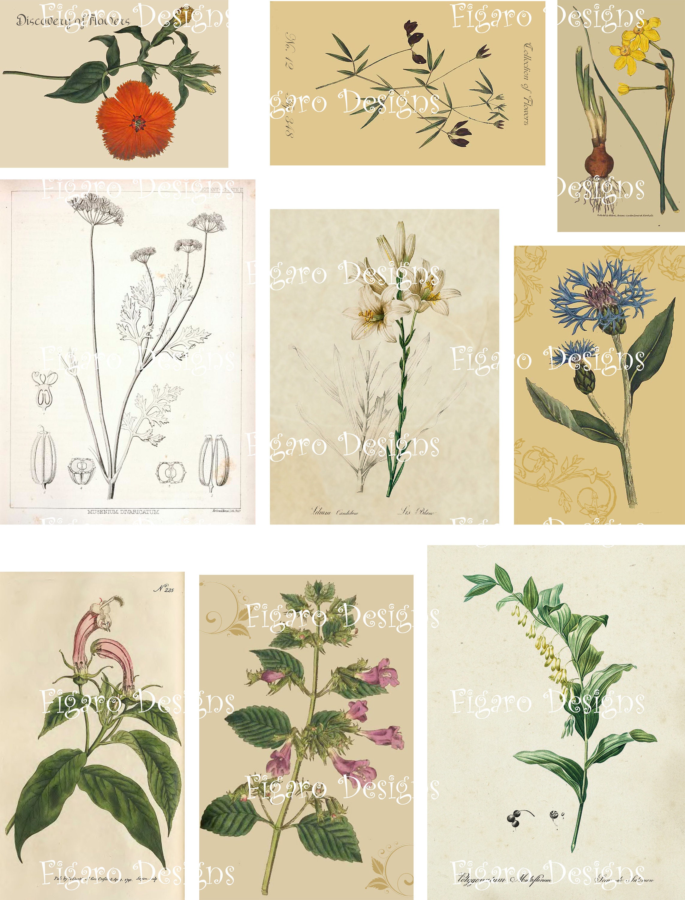 Vintage Flower Ephemera Collection 1901 Digital Ephemera Kit, Printable