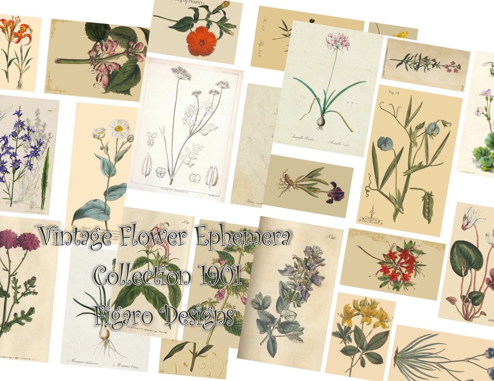 Vintage Flower Ephemera Collection 1901 Digital Ephemera Kit, Printable