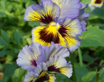 30 Ruffled Pansy Flower Seed (S)
