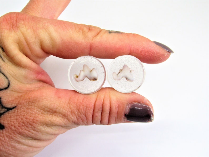 Bone Body Jewelry Tooth In Resin Gauge Plugs Earrings Size 18mm-1116 Clear Resin Real Tooth Plug Earrings Bone Resin Plugs Goth Plugs