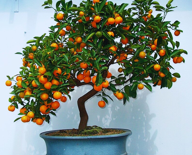 Bonsai Orange Tree Seeds 20 Seeds grow a Delicious Fruit Etsy