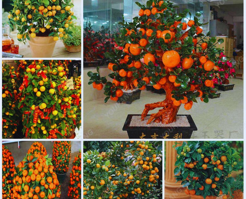 Bonsai Orange Tree Seeds 20 Seeds grow a Delicious Fruit Etsy