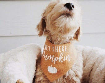 fall dog outfits