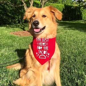 Op de afbeelding: Een gouden hond die een rode bandana draagt met de tekst "I'm just here for the tacos" en een witte taco-afbeelding.