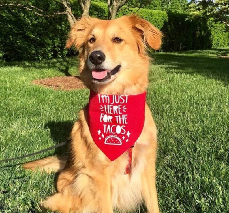 Op de afbeelding: Een gouden hond die een rode bandana draagt met de tekst "I'm just here for the tacos" en een witte taco-afbeelding.