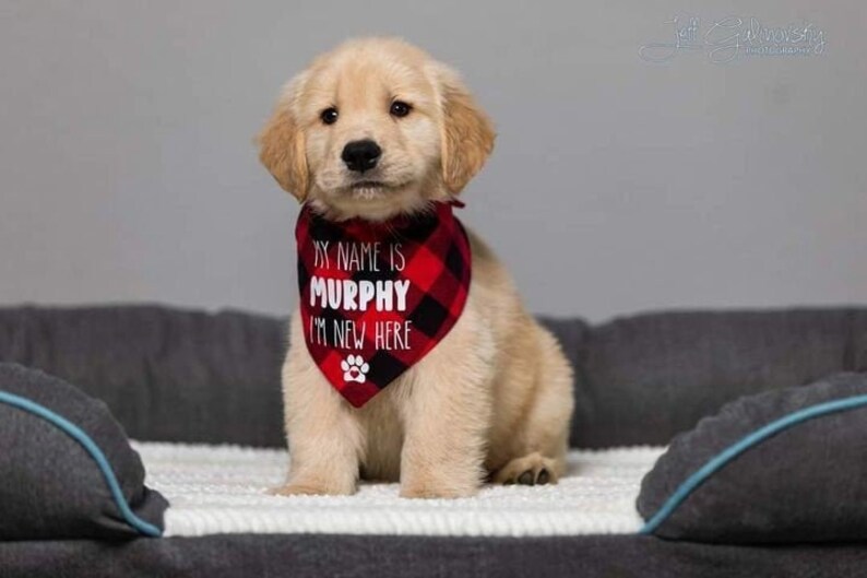May include: A golden retriever puppy wearing a red and black checked bandana with the text "My name is Murphy I'm new here".