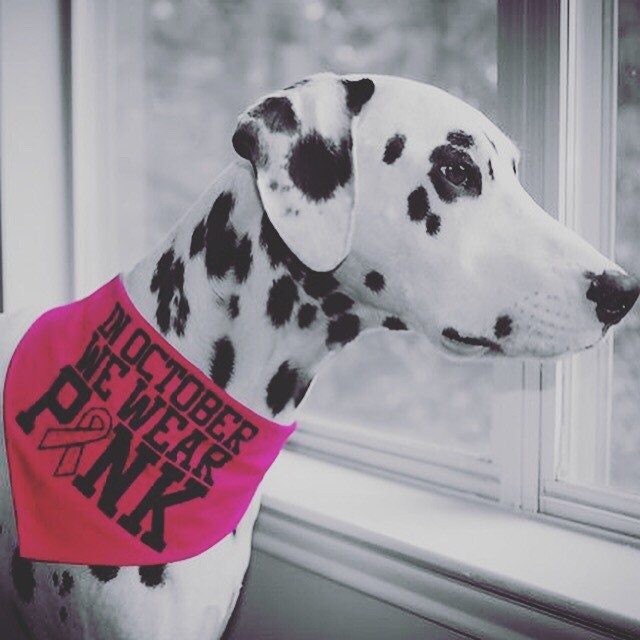 Whoa Dog E In October We Wear Pink Breast Cancer Awareness Dog Bandana 