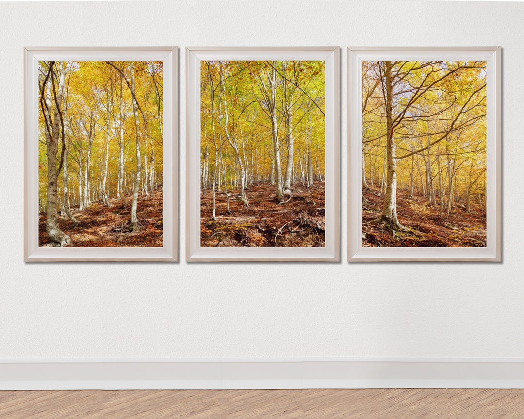 Fall Forest Set of 3 Forest Photography Autumn Forest - Etsy
