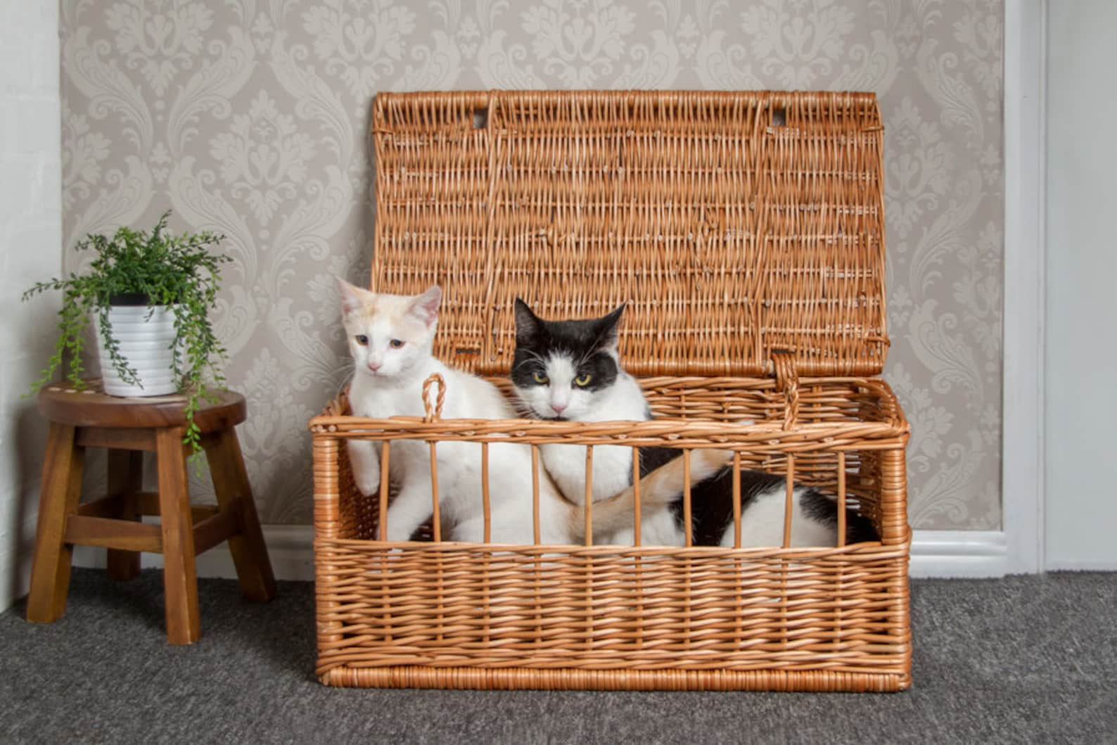 Wicker Pet Carrier Basket Etsy UK