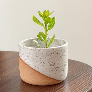Op de afbeelding: Een cilindervormige keramische plantenpot met een tweekleurig ontwerp, voorzien van een gespikkeld wit geglazuurd bovendeel en een gladde, ongeglazuurde terracotta basis. Een kleine groene plant met glanzende bladeren staat in de pot.