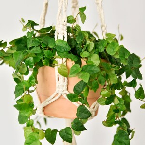 Small macrame plant hanger / natural white / suspended planter/ hanging flower pot / pot hanger / plant holder /natural cotton/Bruman Design image 5